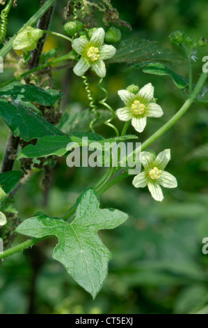 WHITE BRYONY Bryonia dioica (Cucurbitaceae) Foto Stock