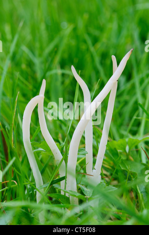 I mandrini di bianco di funghi (Clavaria fragilis) cresce in erba a Clumber Park, Nottinghamshire. Ottobre. Foto Stock