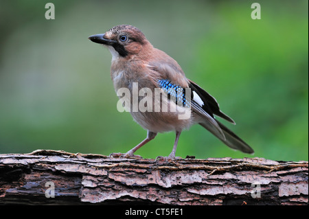 Eurasian Jay (Garrulus glandarius) appollaiato sul tronco di albero Foto Stock