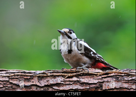 Picchio rosso maggiore / Picchio Rosso (Dendrocopos major) maschio rovistando sul tronco di albero sotto la pioggia, Belgio Foto Stock