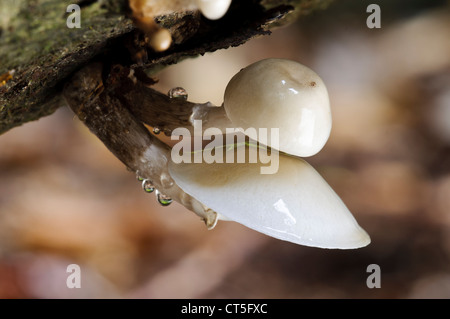 Fungo di porcellana (Oudemansiella mucida) che cresce su un caduto faggio in Clumber Park, Nottinghamshire. Ottobre. Foto Stock