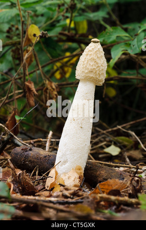 Un stinkhorn (Phallus impudicus) cresce in Clumber Park, Nottinghamshire. Ottobre. Foto Stock