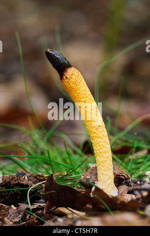 Un cane stinkhorn (Mutinus caninus) cresce in Clumber Park, Nottinghamshire. Ottobre. Foto Stock