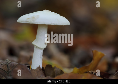 Un falso deathcap (Amanita citrina) cresce in Clumber Park, Nottinghamshire. Ottobre. Foto Stock