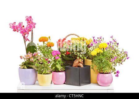 Un studio shot di vari tipi di fiori isolati su sfondo bianco Foto Stock