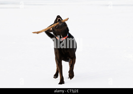 Un nero pastore australiano / Labrador mix giocando fetch con un bastone nella neve. Foto Stock