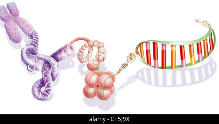 COMPATTAZIONE DEL DNA Foto Stock