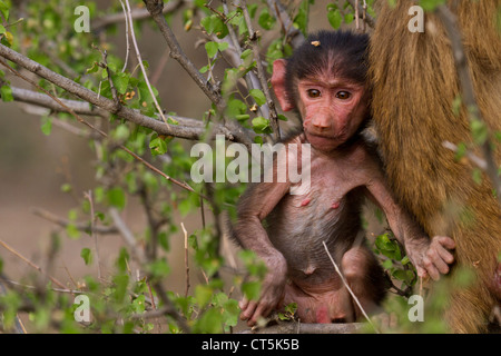 Giovani Hamadryas baboon (Papio hamadryas) inondata Parco Nazionale di Etiopia. Foto Stock