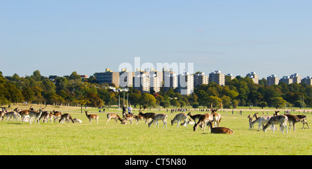 Un allevamento di daini (Dama Dama) pascolano in Richmond Park, con parco i visitatori e blocchi a torre in background. Ottobre. Foto Stock