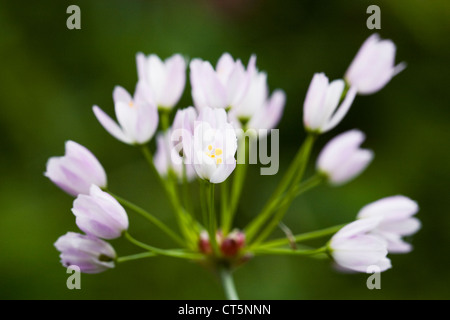 Allium roseum in un giardino inglese. Rosy aglio fiorito. Foto Stock