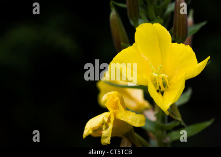 Oenothera nel giardino contro uno sfondo scuro. Evening Primerose fiore. Foto Stock