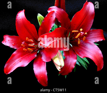 Red Hardy Giglio asiatico due fiori Foto Stock