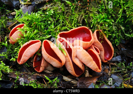 Scarlet elfcups (Sarcoscypha austriaca) cresce su moss-legno coperto a Sevenoaks riserva faunistica, Kent. Febbraio. Foto Stock