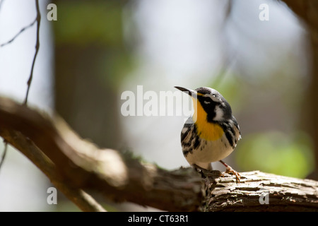 Giallo-throated trillo - Dendroica dominica Foto Stock