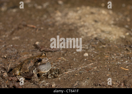 Grigio settentrionale raganella chiamate - Hyla versicolor Foto Stock