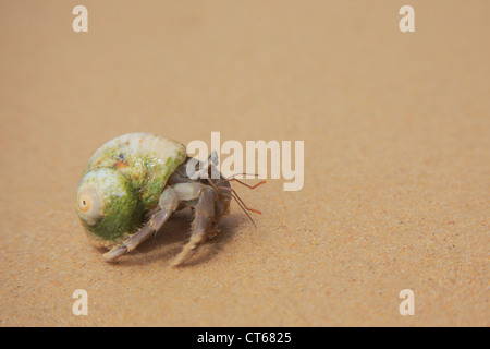 Eremita granchi sulla spiaggia Foto Stock