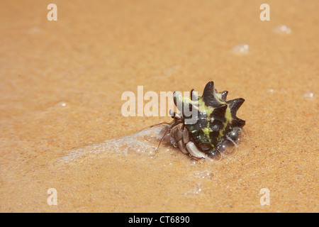 Eremita granchi sulla spiaggia Foto Stock