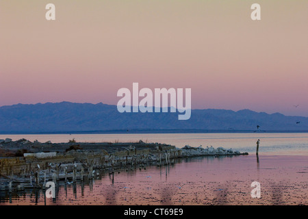 Tramonto a Salton Sea in California con la santa Messa i pesci muoiono Foto Stock