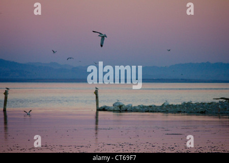 Tramonto a Salton Sea in California con la santa Messa i pesci muoiono Foto Stock