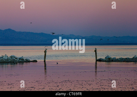 Tramonto con la santa Messa i pesci muoiono a Salton Sea Foto Stock