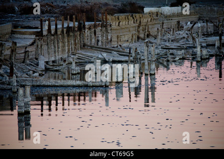 I pesci muoiono a Salton Sea California Foto Stock