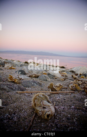 Moria di pesci a Salton Sea California Foto Stock