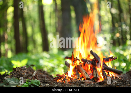 Il falò nella foresta. Foto Stock