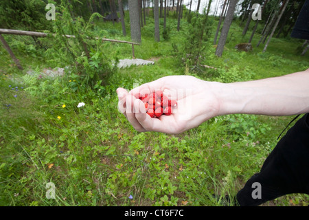 Manciata di fragoline di bosco Foto Stock