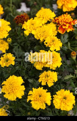 Impianti per la vendita nel Centro giardino Scotland Regno Unito Foto Stock