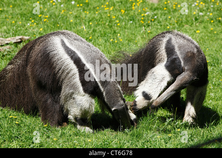 Ameisenbaer im Zoo Dortmund, Ruhrgebiet, Renania settentrionale-Vestfalia Foto Stock