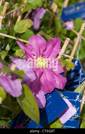 La clematide piante in vendita nel Centro giardino Scozia UK. Foto Stock