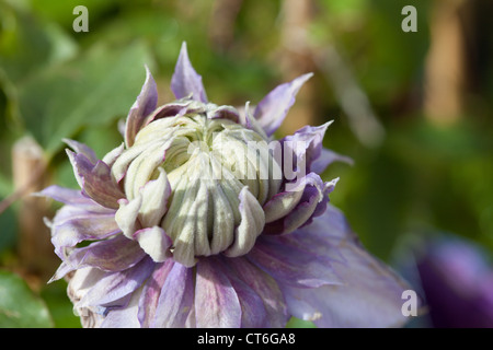 La clematide piante in vendita nel Centro giardino Scozia UK. Foto Stock