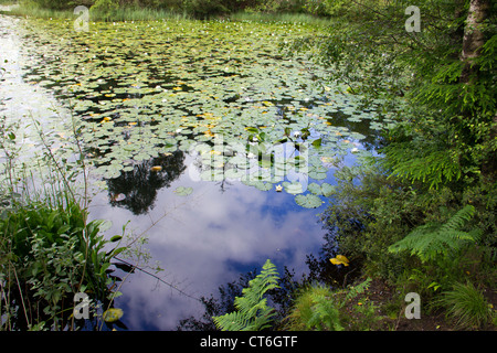 Acqua Lily Pad su Bruntis Loch di Galloway - Scozia Foto Stock