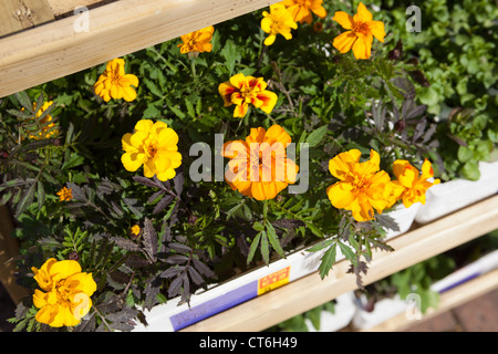 Biancheria da Letto Capucine piante in vendita nel Centro giardino Scotland Regno Unito Foto Stock