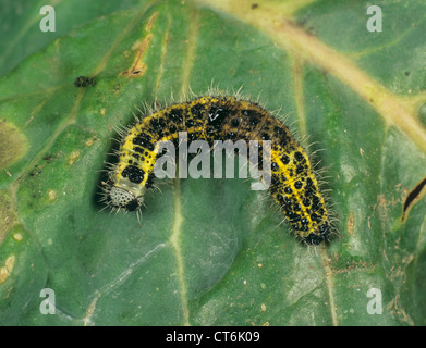 Morto il cavolo bianco butterfly caterpillar trattata con Bacillus thuringiensis (Bt) Foto Stock