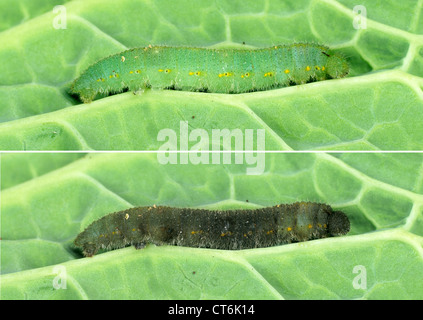 Morendo il cavolo bianco butterfly caterpillar trattata con Bacillus thuringiensis (Bt) e dopo 48 ore. Foto Stock