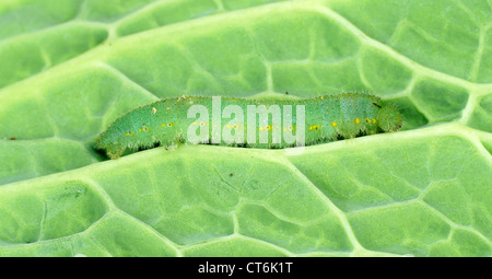 Morto il cavolo bianco butterfly caterpillar trattata con Bacillus thuringiensis (Bt) Foto Stock