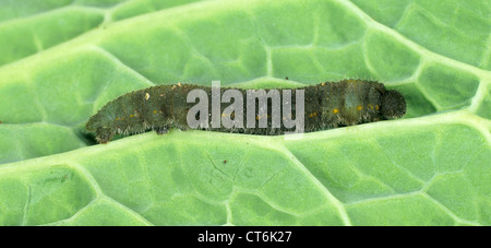 Morto il cavolo bianco butterfly caterpillar trattata con Bacillus thuringiensis (Bt) Foto Stock