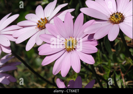 Osteospermum jucundum fiori Foto Stock