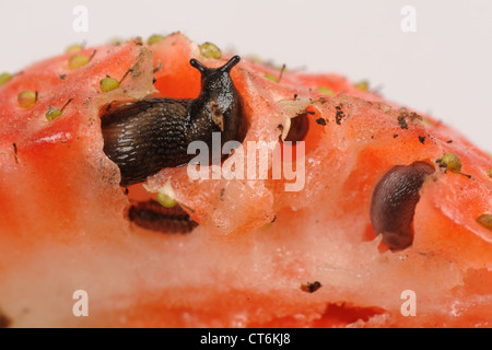 Fragole con lumache, slug danni e un woodlouse Foto Stock