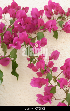 Fioritura viola pianta di bougainvillea in Conservatorio (Bougainvillea glabra) Foto Stock