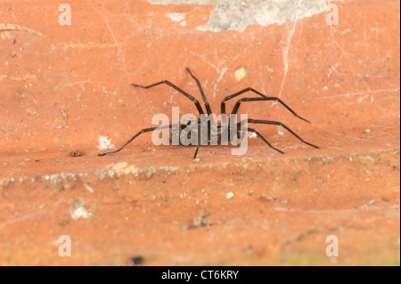 Casa maschio spider (Tegenaria domestica) sotto un tetto tegola in estate in giardino Foto Stock