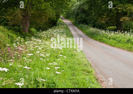 Fiori selvatici che crescono su un ampio orlo accanto a uno stretto vicolo del paese vicino Guilsborough nel Northamptonshire, Inghilterra Foto Stock