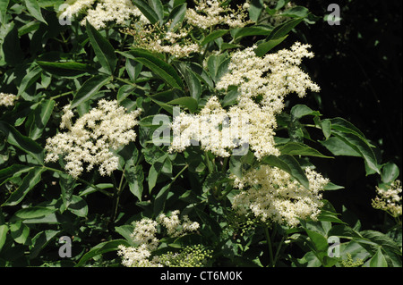 Fiori di sambuco selvatico tree Sambucus nigra Foto Stock