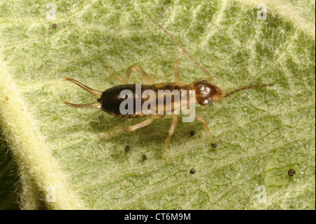 Earwig (Forficula auricularia) ninfa su una foglia di mela Foto Stock
