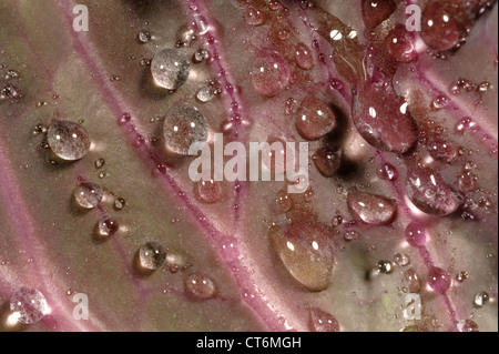 Le goccioline di acqua su un rosso foglia di cavolo Foto Stock