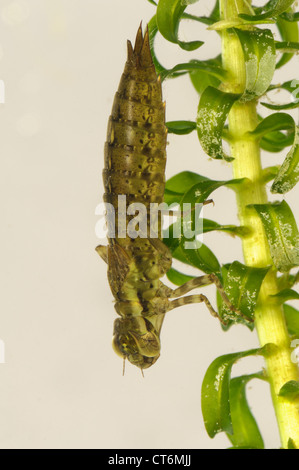 Southern hawker libellula Aeshna cyanea larva su stagno infestante Foto Stock