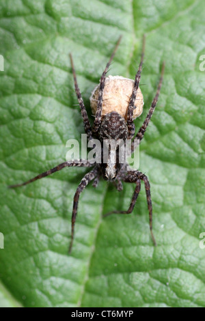 Lupa Spider Pardosa sp. Uovo porta Sac Foto Stock