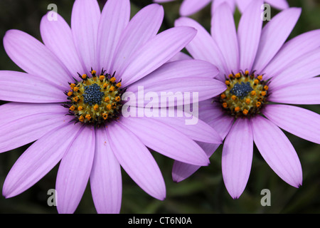 Cape Marguerite Daisy Dimorphotheca ecklonis Foto Stock