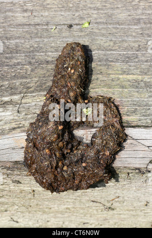 Red Fox Scat Vulpes vulpes Foto Stock